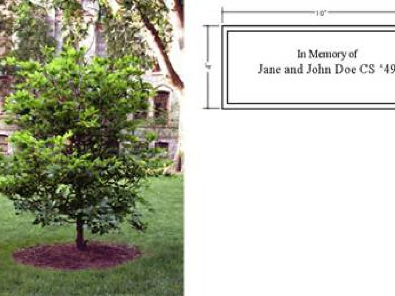 University memorial tree