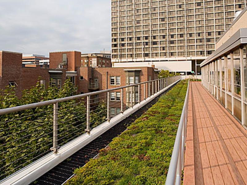 Green Roof at Kings Court English College House