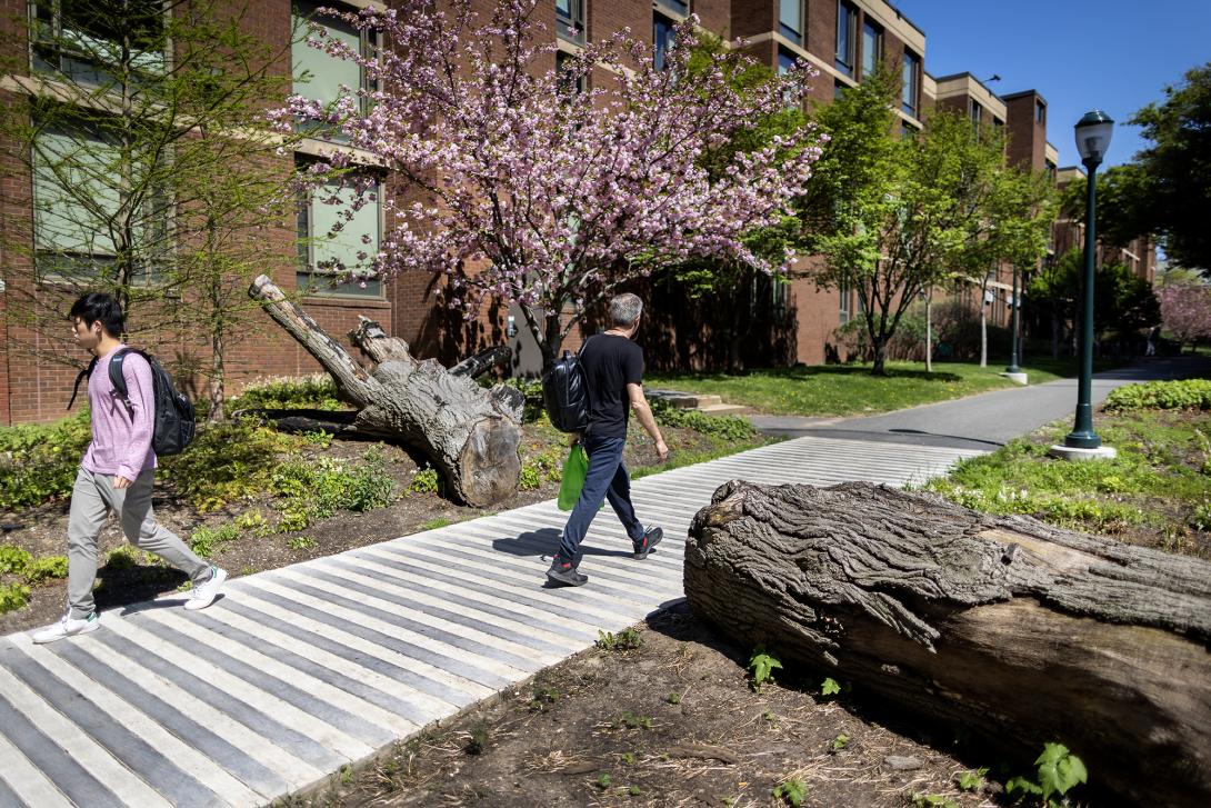 A felled tree bisected by a walkway, with spring trees in the background
