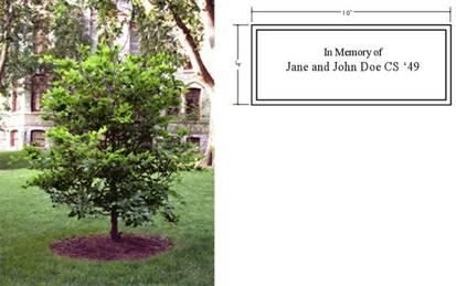 University memorial tree