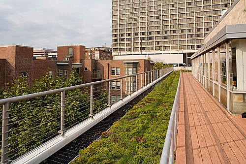 Green Roof at Kings Court English College House