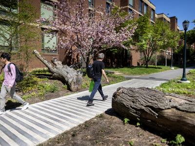 A felled tree bisected by a walkway, with spring trees in the background