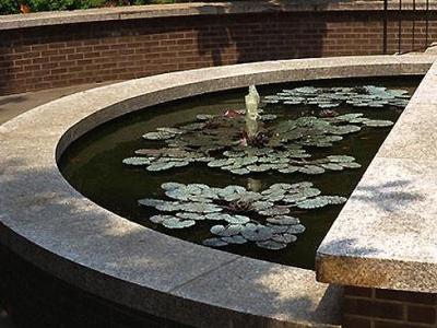 Lily Composition with a fountain