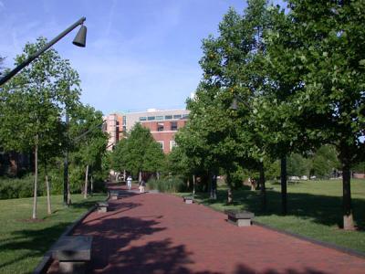 Pathway lined with trees on either side